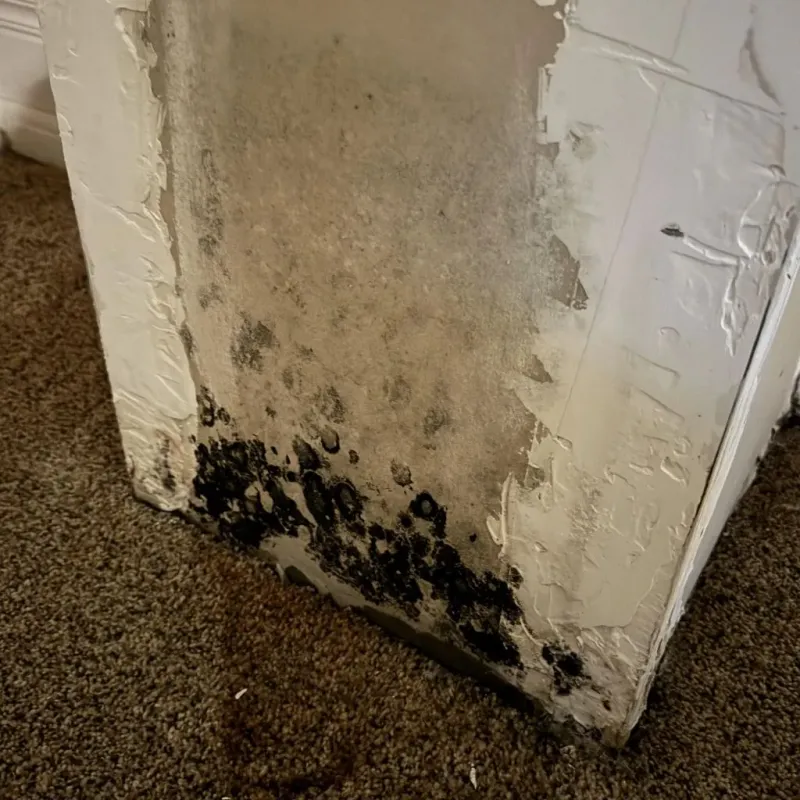 Professional Mold Removal in Fort Recovery, OH